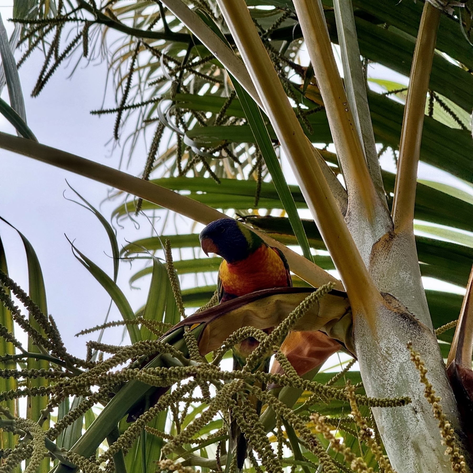 a rainbow lorikeet in a palm tree