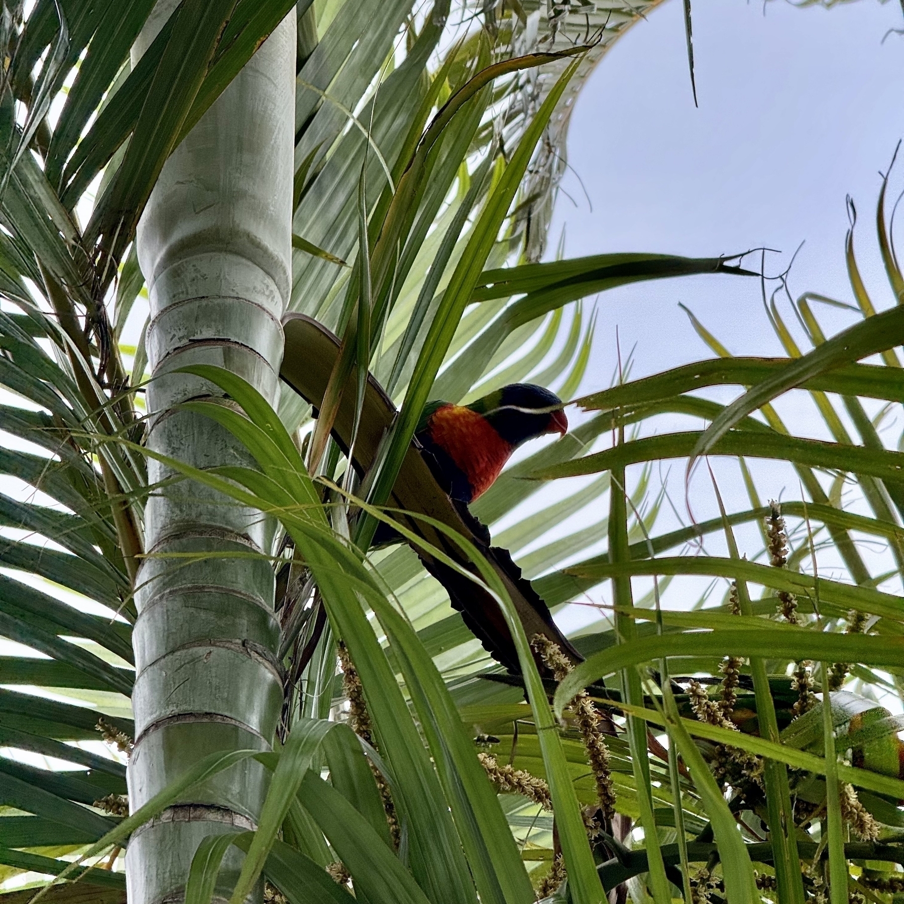 a rainbow lorikeet in a palm tree